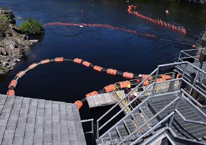 Finnish company uses AI to move fish over Preston dam