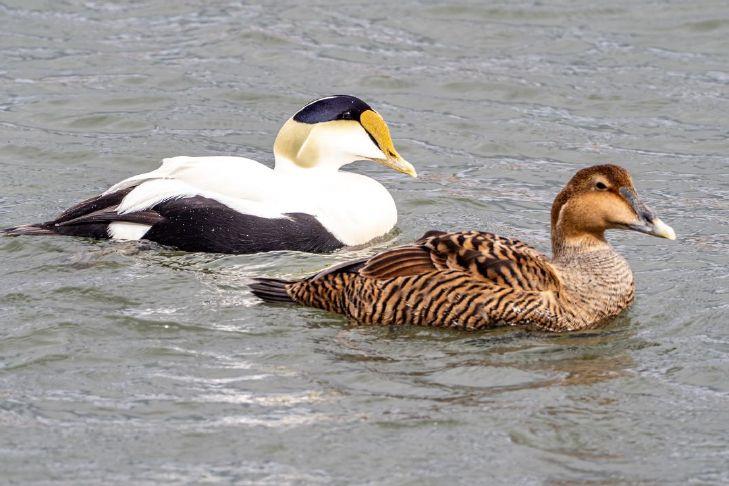 Nature Notes: Common Elders are natives of Greenland